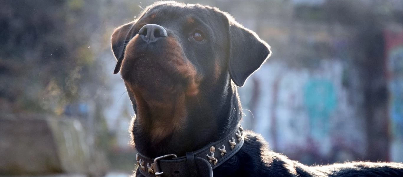 Αγρίνιο: Επίθεση ροτβάιλερ σε 4χρονο κορίτσι - Επενέβη η οικογένειά του παιδιού και το έσωσε